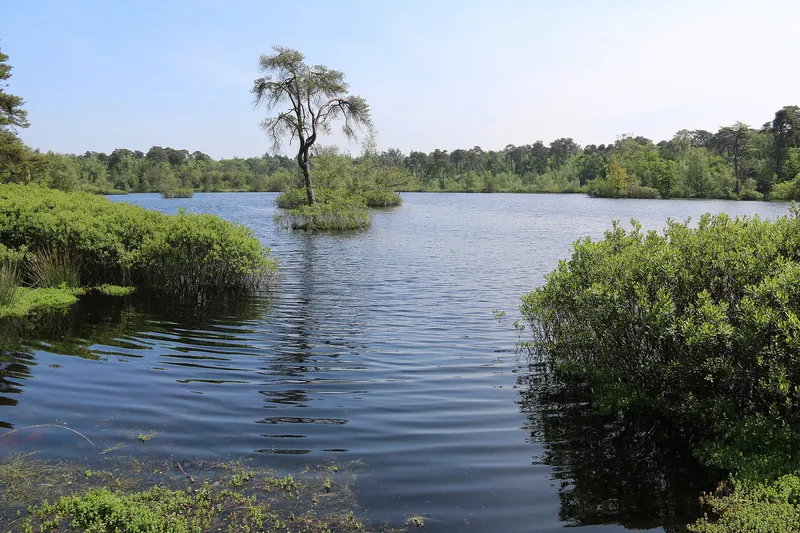 Ven in de Oisterwijkse Bossen en Vennen